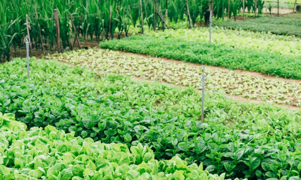 A Produção Biológica Pode Ser O Futuro Da Agricultura Em Portugal 6784