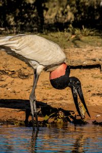 tuiuiu jaburu pantanal